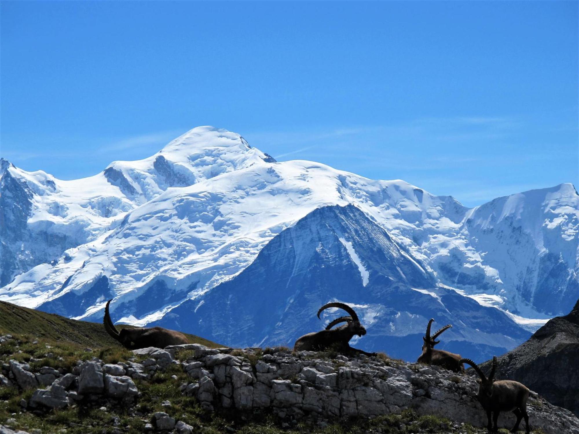 Vintage Chic -Central, Wifi, Mountain View Les Carroz-d'Araches Exterior foto